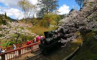 嘉義包車一日遊│阿里山包車一日遊│奮起湖包車旅遊規劃