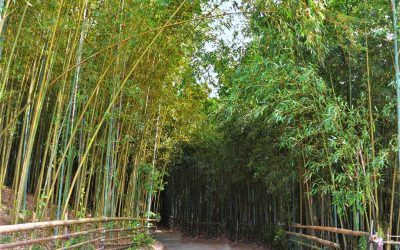 苗栗包車、苗栗包車旅遊、苗栗旅遊包車推薦