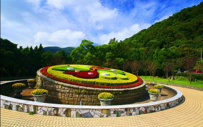 台北櫻花季節包車旅遊│陽明山包車一日遊