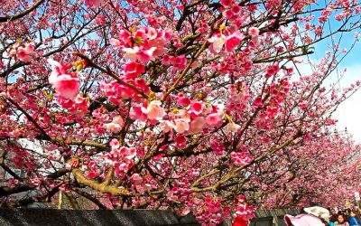 陽明山包車旅遊│賞花包車│櫻花賞花包車行程說明