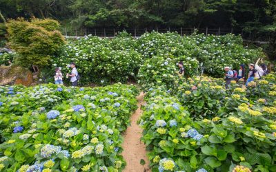 4月包車旅遊桐花雪紛飛！全台10大包車旅遊、浪漫賞桐秘境大公開