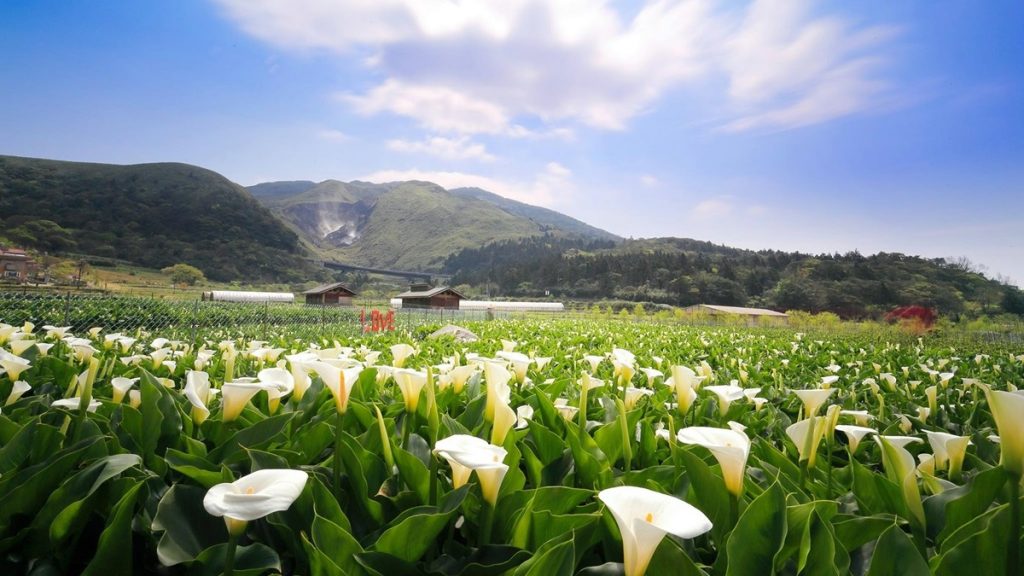 水車寮步道包車,陽明山包車,陽明山包車一日遊,季節包車,竹子湖包車,海芋包車旅遊,包車一日遊,包車自由行,海芋田包車,海芋田包車旅遊