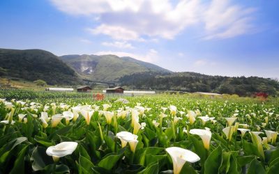 陽明山包車旅遊│水車寮步道、海芋田包車、探索蓬萊米故鄉包車一日遊