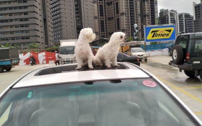 台北、台中旅遊包車一日遊程、價格